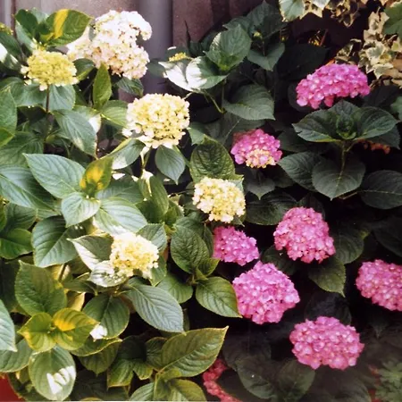 Апартаменты Gheller